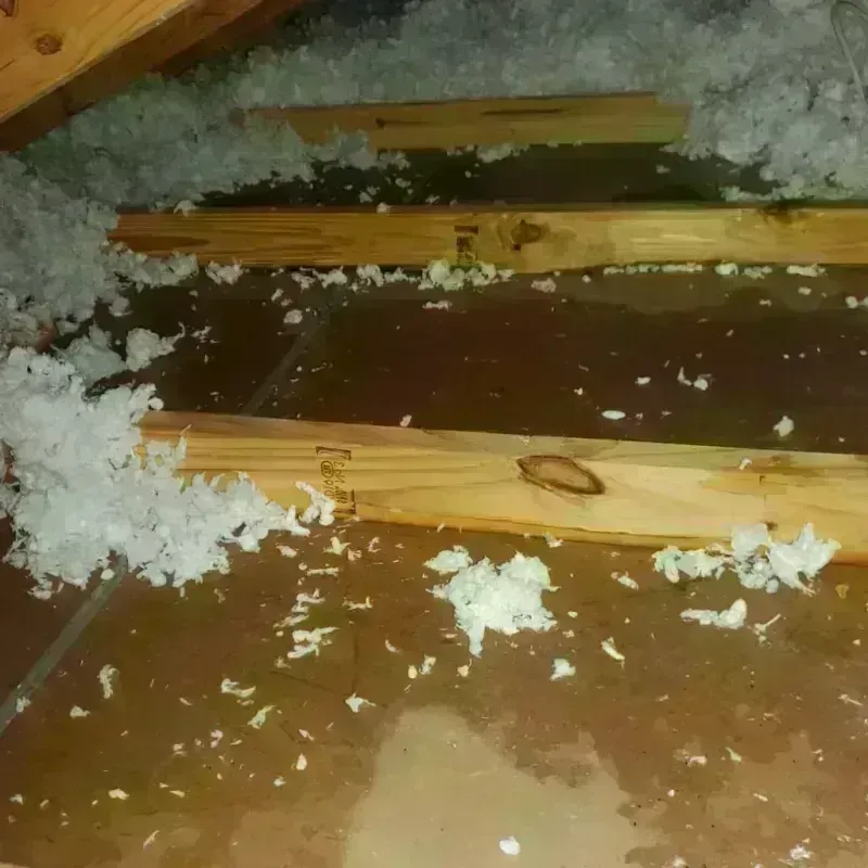 Attic Water Damage in Lansdowne, PA