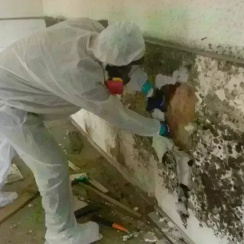 Mold Remediation and Removal in Lansdowne, PA